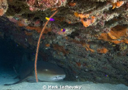 Found this nurse shark under a ledge. He was a willing su... by Mark Lachovsky 